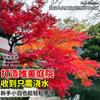 Mudas de Bordo Vermelho Chinês para Todas as Estações, Plantas de Tocos Antigos para Pátio de Servas Dançarinas Vermelhas Japonesas, Plantio Resistente ao Frio para Exterior de Vilas no Norte e Sul
