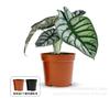 Rinoceronte Blanco Lirio de Calla Planta en Maceta Ins Popular Planta Verde de Interior Escritorio Flor de Oficina Bonsái Planta Purificadora de Aire