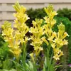 Bulbos de Tuberosa Florida Dupla Multi-Florada Florescem Flores Fragrantes de Floração Noturna para Jardim, Plantas em Vaso para Interior e Varanda Externa