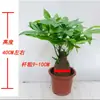 Árvore do Dinheiro Mudas Pequenas Envasadas Plantas de Interior Mesa de Escritório Árvore do Dinheiro Bonsai Perene o Ano Todo Fácil de Regar Plantas Verdes