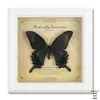 Espécimen de Mariposa Verdadera Pintura Decorativa Marco de Fotos de Madera DIY Estilo Europeo y Americano Marco de Fotos Decoración de Muebles de Mesa Regalo de Cumpleaños