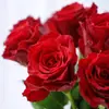 Dropshipping Mudas de Rosa Rhodes, Rosas Floridas, Flores em Vasos, Plantas Trepadeiras, Cipós, Roseiras, Plantas Verdes