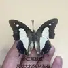 Especímenes de Mariposas, Insectos Mariposa Reales, Mariposas Cola de Golondrina para Jardín de Infancia, Varias Mariposas Originales de Alas Extendidas, Escarabajos Mariposa Verde Esmeralda y Gris Elegante para Enseñar