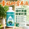 Fertilizante Especial e Solução Nutritiva para Dinheiro em Vaso Folhas Secas Folhas Caindo Folhas Amarelas Solução Nutritiva Especial para Dinheiro
