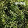 Atacado planta submersa Chrysanthemum verrilicum chrysanthemum cauda de raposa algas Erethroids Elodae crisântemo verde todos os tipos de plantas aquáticas construção de mudas