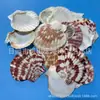 Artesanías de Caracolas Naturales Vendidas por Libra para Acuarios, Fotografía, Educación de Estudiantes y Niños, Minería y Uso Marino