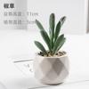 Bonsái de Planta Verde Nórdica Flor Falsa Decoración de Interior Decoración de Escritorio Biónica Suculenta Pequeña Planta en Maceta