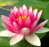 Sementes de nenúfar, flores de rizoma, lótus perfumado de nove qualidades, mudas de lótus, plantas aquáticas, plantas hidropônicas, sementes de lótus de vaso pequeno, lama de lago
