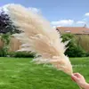 Conjunto de Buquê de Capim-dos-Pampas Seco Decoração de Casa Casamento Boêmio Juncos Naturais