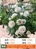Planta de Maceta Balcón de Jugo Rosa con Flores y Capullos para Balcón y Jardín, Planta de Floración Grande, Planta de Rosa de Floración Reblooming