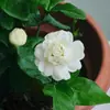 Planta de Semillero de Jazmín Cabeza de Tigre en Maceta Sala de Estar Doble Pétalo Espécimen Antiguo Fragancia Fuerte Gardenia Jiulixiang Planta Fácil de Cultivar en Cuatro Estaciones Planta Verde