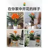 Orquídea Mariposa Monje Clivia Auténtica en Maceta Redonda con Capullos en la Sala de Estar y la Oficina Plántulas de Orquídea Florecen en Todas las Estaciones
