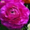 Bulbos de Ranúnculo, bulbos de Peônia, Peônias de flor dobrada, plantas fáceis de cultivar e resistentes para todas as estações, mudas de flores em vasos
