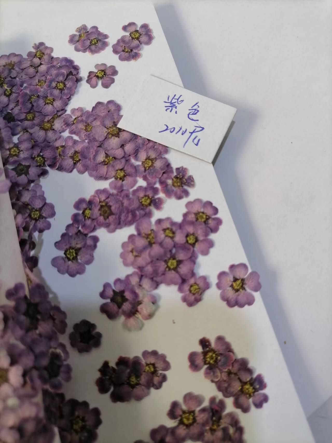 珍珠梅紫色
