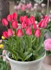 Bulbos de Tulipa, Tulipas Holandesas, Bulbos Grandes Multicor, Arborização de Parques, Cultivo em Solo, Cultivo Hidropônico, Tulipas Fáceis de Cultivar