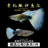 Guppies de Raça Pura, Peixes Ornamentais de Água Doce Pequenos, Peixes Tropicais Fáceis de Criar, Peixes Vivos, Peixes Limpadores, Kinguios Zebra, Peixes Pequenos, Alevinos