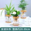 Plantas Hidropónicas Favoritas de los Agricultores Bonsái de Escritorio Plantas Verdes Planta Roja de la Suerte Plantas Pequeñas en Maceta Escritorio de Oficina Plantas Verdes Pequeñas Fáciles de Cuidar