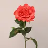 Nuevo Modelo de Flores de Rosa de Jamaica de Qi Hao, Flores Artificiales Hidratantes, Pinturas de Decoración para el Hogar, Suministros para Fotografía de Bodas