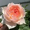Plántulas de Rosa Gypsophila Ultra Finas, Plántulas de Rosas Florecientes, Florales de Maceta de Cuatro Estaciones, Plantas Trepadoras, Rosales y Plantas Verdes