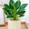 Cesta de Rábano Verde en Maceta Diamante Dorado Planta de Interior Florales Plantas Verdes Hidropónicas Sala de Estar Fácil de Cultivar Suculenta Casa Nueva Absorbe y Elimina Formaldehído