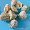 Artesanías de Caracolas Naturales Vendidas por Libra para Acuarios, Fotografía, Educación de Estudiantes y Niños, Minería y Uso Marino