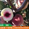 Árbol de Melocotón Injertado con Pulpa Morada y Árbol de Melocotón Sanguíneo con Pulpa Roja Extra Grande y Árbol de Melocotón Sanguíneo Que Da Fruto en el Norte y el Sur