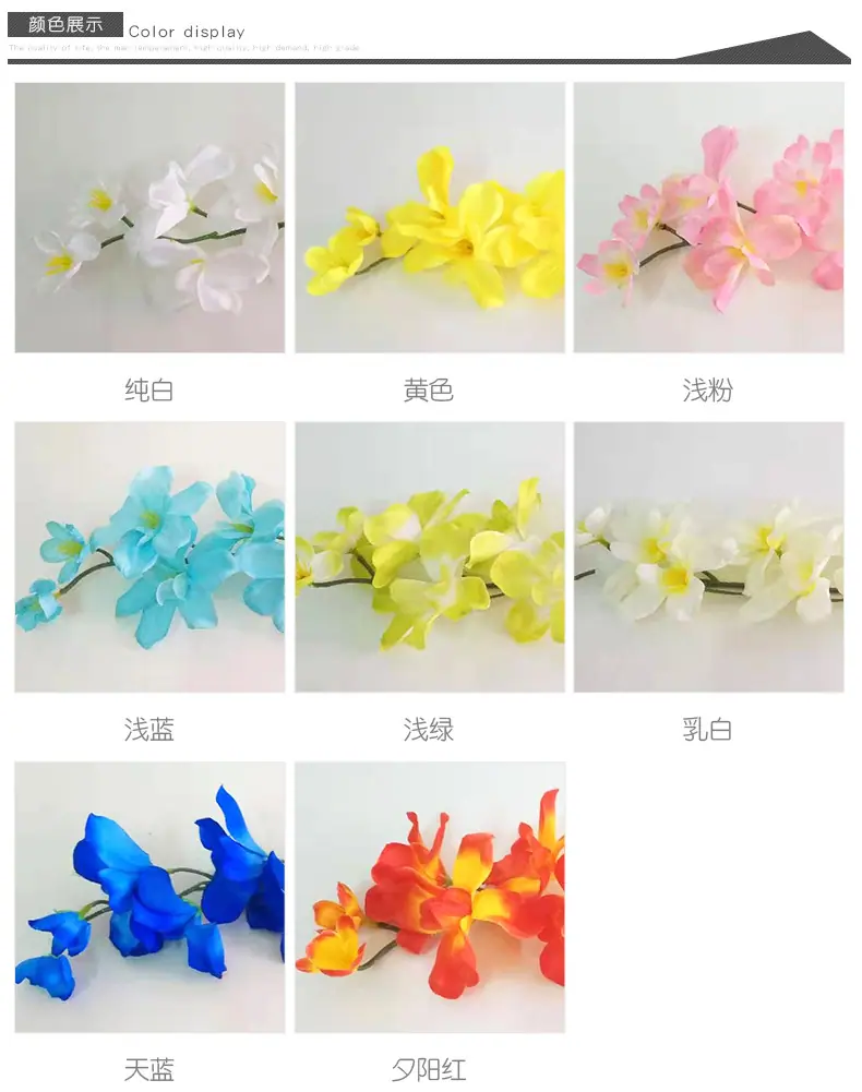 11孔雀兰_04.jpg