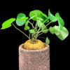 Bulbos de Semillas de Cyclocarya, Plantas Trepadoras, Bulbos de Semillas de Philodendron, Plantas Doradas para Hidroponía de Oficina, Cultivo en Tierra y Plantas en Maceta