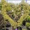 Dropshipping Flor Espejo Planta Árbol de Cera de Sichuan y Yunnan Ligustrum Oro Brillante Ciprés Azul Hielo Serie Piruleta Planta en Maceta Estilo Jardín