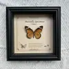 Marco de Fotos con Foto de Espécimen de Mariposa Real Elegante Madera Decorativa Pintura Muebles para el Hogar Marco de Fotos Retro Europeo Mesa Regalo de Cumpleaños