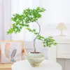 Plantas de interior de escritorio Liuchuanfeng para salas de té, plantas verdes de inspiración zen, bonsáis de nuevo estilo chino, plantas en maceta decorativas para vestíbulos y oficinas