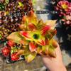 Piña Linda Colorida Piña Selva Tropical Tanque de Agua y Tierra Ecológico Plantas Acuáticas Terrario para Reptiles Paisajismo Plantas Epífitas de Uso Común