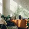 Papel de parede de plantas estilo nórdico ins, papel de parede para parede de fundo de TV, tecido de parede fresco para quarto, sala de estar, sala de jantar, mural