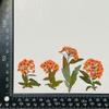 Spiraea con Ramas Flor Seca Estampada Narciso Gota de Pegamento Funda para Teléfono Móvil Marco de Fotos Pegatinas para Uñas Pintura Flor Deflector Espécimen de Planta