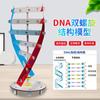 Modelo de doble hélice de ADN de gen humano tecnología pequeña producción hecho a mano diy experimento de ciencia biológica ayudas didácticas de divulgación científica