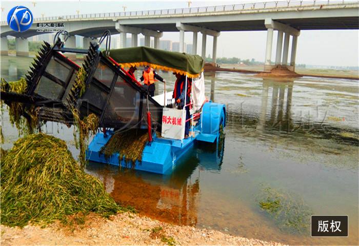 17日照割草船 (2).jpg