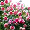 Rosas Trepadoras de 1.5 m con Aroma Fuerte, Plantas Trepadoras para el Jardín, Rosas en Maceta de Floración Multitemporada que Florecen Todo el Año