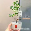 Planta de Murraya Paniculata en Maceta para Escritorio de Oficina, Planta Verde con Tronco Viejo y Plántulas, Florece Todo el Año, Flor de Interior Fácil de Cuidar para Jardineros Perezosos