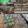 Cubierta de Protección para Plántulas Campana Protectora Agrícola para Plántulas de Verduras Protección de Plantas Contra Pájaros, Heladas y Daños por Caracoles Cubierta Translúcida para Plántulas