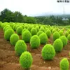 180 Variedades de Sementes de Flores Não Repetitivas, Fáceis de Cultivar em Todas as Estações, Podem Afastar Mosquitos, Adequadas para Varandas Internas e Externas, Distribuição Transfronteiriça
