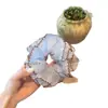 Dulce scrunchie de lunares de doble capa con malla y encaje de color contrastante, adecuado para coletas bajas y moños, un accesorio para el cabello moderno y versátil