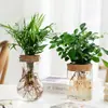 Vaso de Vidro Hidropônico Transparente Minimalista Criativo para Cultivo de Plantas Verdes Como Jiboia, Osmanthus e Pinheiro Arhat