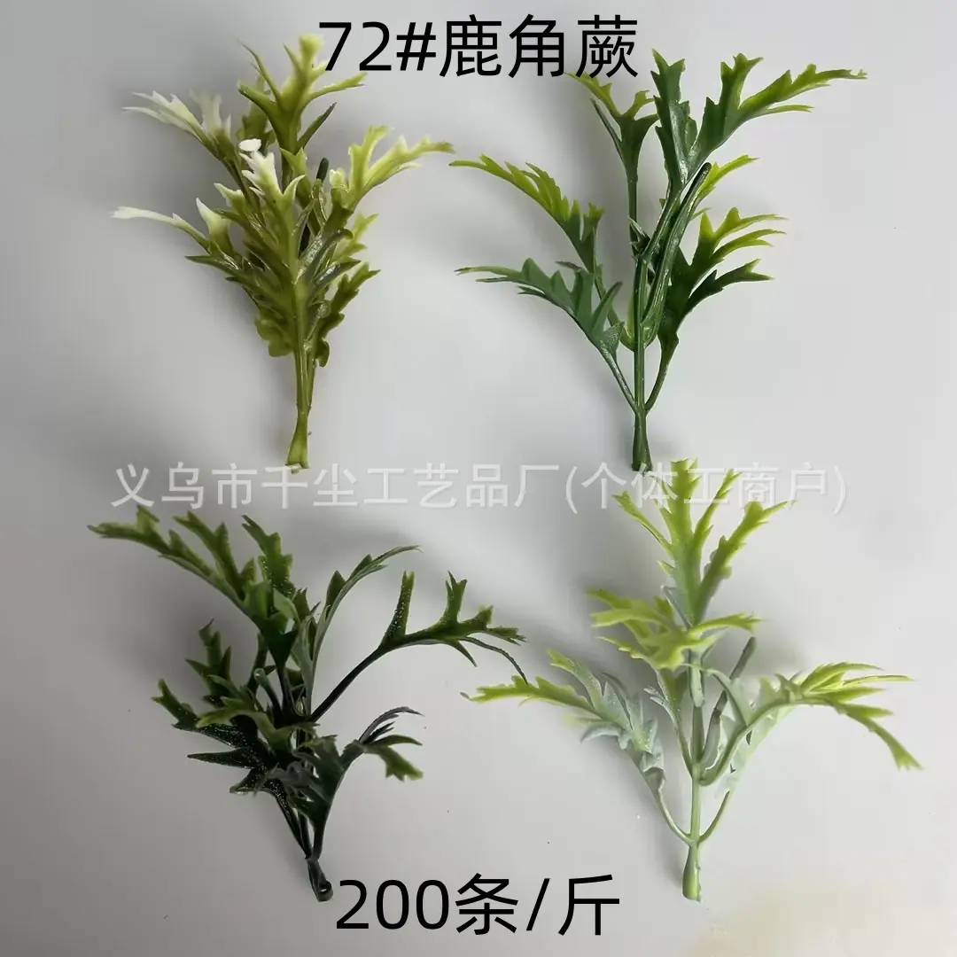 72#鹿角蕨.jpg