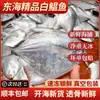 Pescada Prateada Pequena Fresca Congelada do Mar da China Oriental, Linguado Capturado no Mar, Pescada Branca, Peixe de Mar Atacado, Disponível para Dropshipping Via Sf Express
