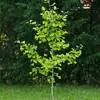 Plántulas de Ginkgo Hoja Dorada, Plántulas Vivas de Ginkgo Blanco, Plántulas para Embellecimiento de Casas de Patio, Árboles de Calle, Árboles Grandes de Ginkgo, Plantación en el Norte y el Sur