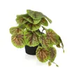 Venta al por mayor del fabricante Tanque para Reptiles Mini Hoja de Tortuga Hoja de Begonia Pequeña Colgante Textura de Hojas Planta de Pared Decoración de Paisajismo