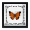 Marco de Fotos con Foto de Espécimen de Mariposa Real Cinturón Verde Mariposa Esmeralda y Fénix Marco de Fotos de Madera DIY Regalo para Enseñar Ciencia y Educación Regalo de Cumpleaños