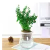 Plantas Verdes Hidropónicas Rábano Verde Gardenia Árbol del Dinero Hiedra Espárragos Bambú Pequeñas Plantas Verdes de Interior Plantas de Maceta Perennes para Todas las Estaciones