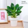 Planta Princesa Verde en Maceta Diamante Dorado Planta de Follaje Verde para Escritorio de Oficina Purifica el Aire y Absorbe Formaldehído Planta de Hoja Grande
