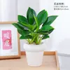 Cesta de Rábano Verde en Maceta Diamante Dorado Planta de Interior Florales Plantas Verdes Hidropónicas Sala de Estar Fácil de Cultivar Suculenta Casa Nueva Absorbe y Elimina Formaldehído